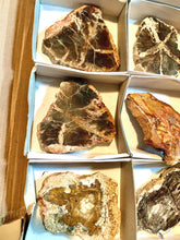 Load image into Gallery viewer, Petrified Wood Medium Natural Fossil Slices
