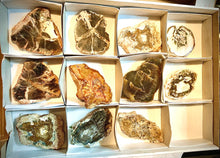 Load image into Gallery viewer, Petrified Wood Medium Natural Fossil Slices
