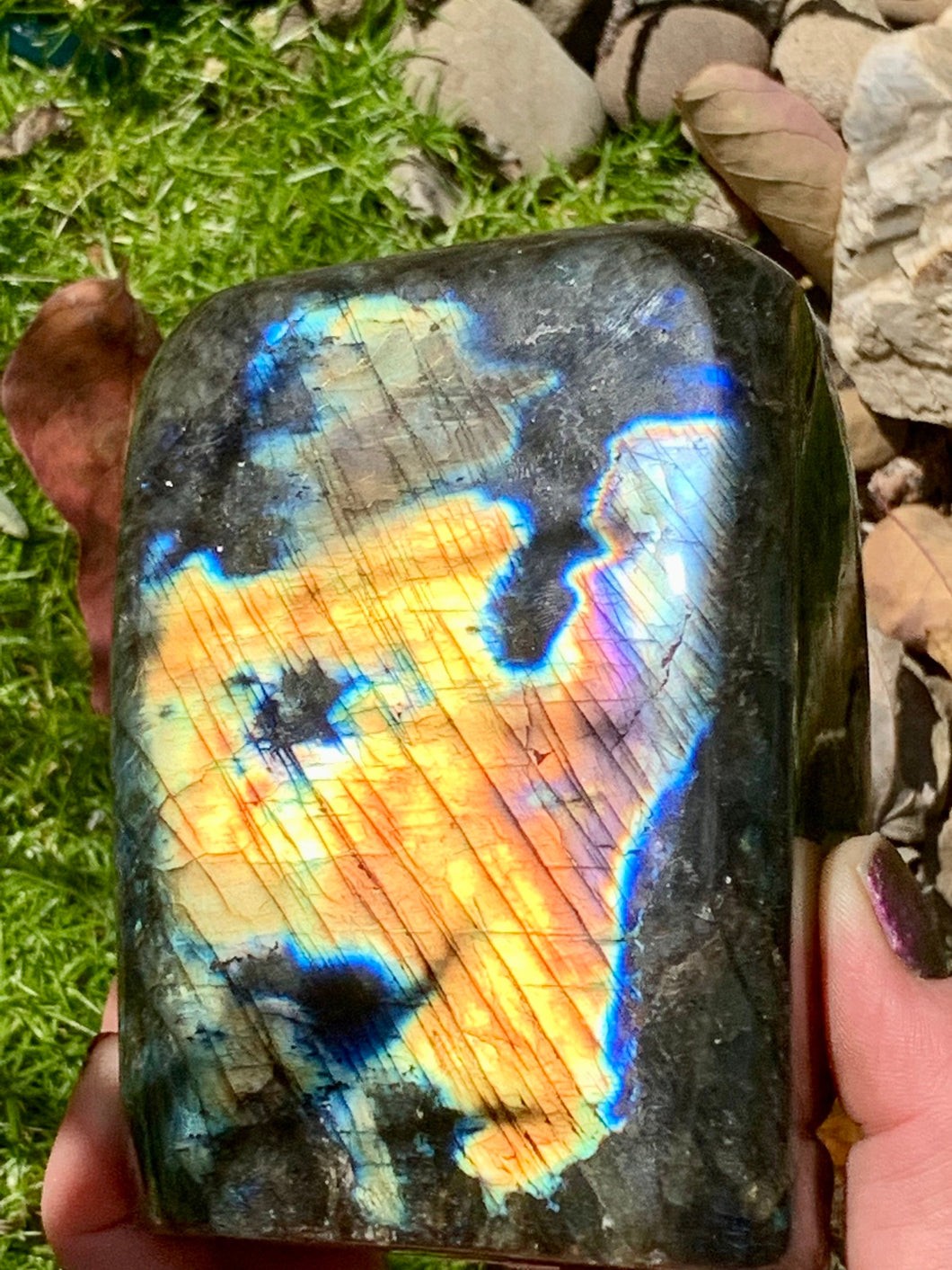 Labradorite Freeform - Gold Blue Purple Flash - 2 lb 4 oz